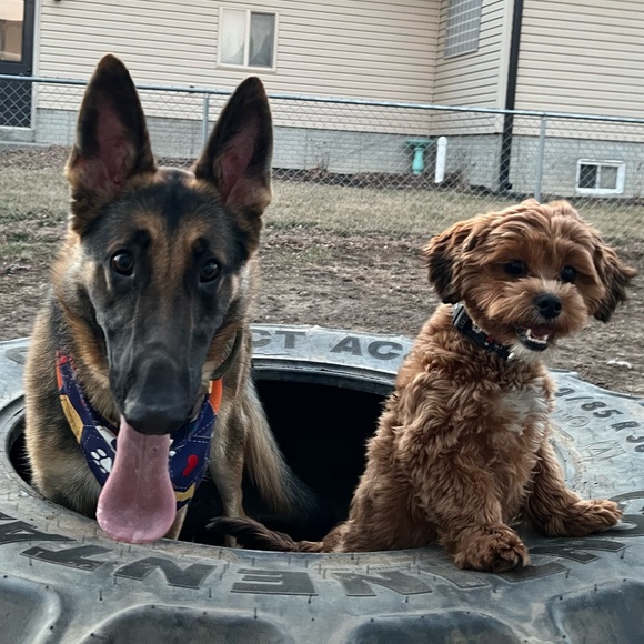 Meet your Posher, Emma - Picture 4 of 8